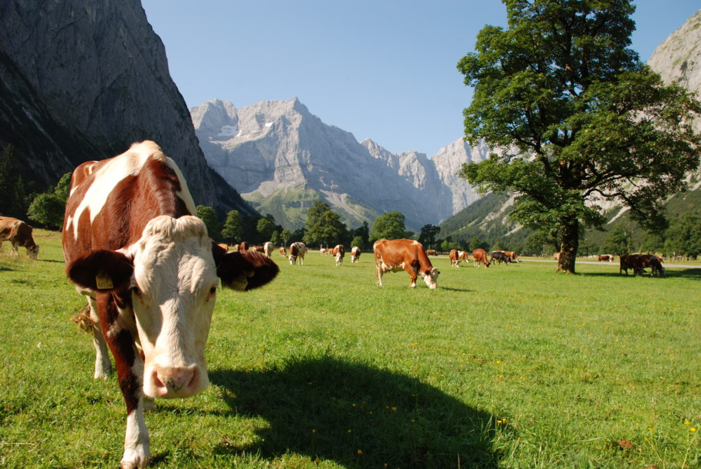 Großer Ahornboden - Naturdenkmal seit 1972 im Karwendel 