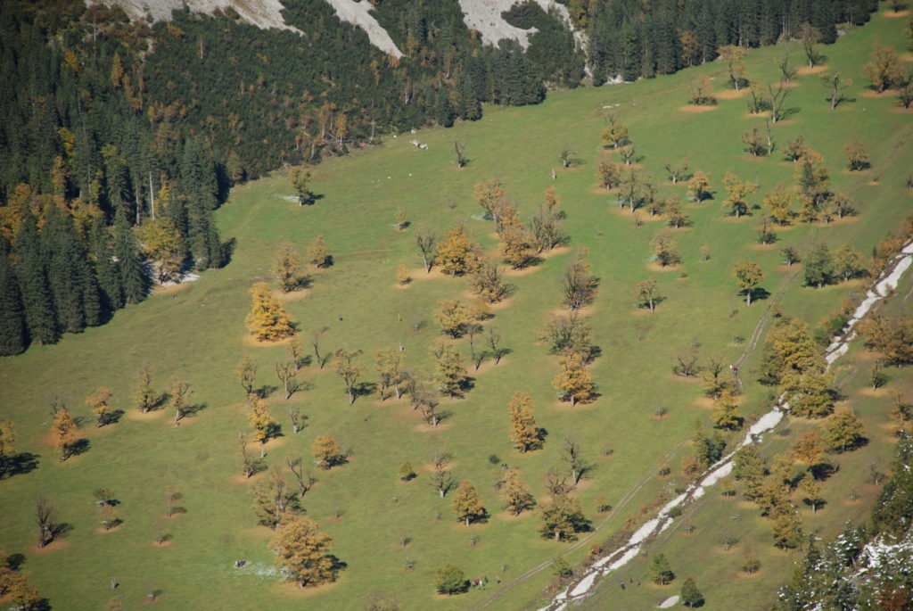 Die Ahornboden Herbstfärbung von oben gesehen: Rund um den Bergahorn liegen schon die ersten Blätter im Herbst