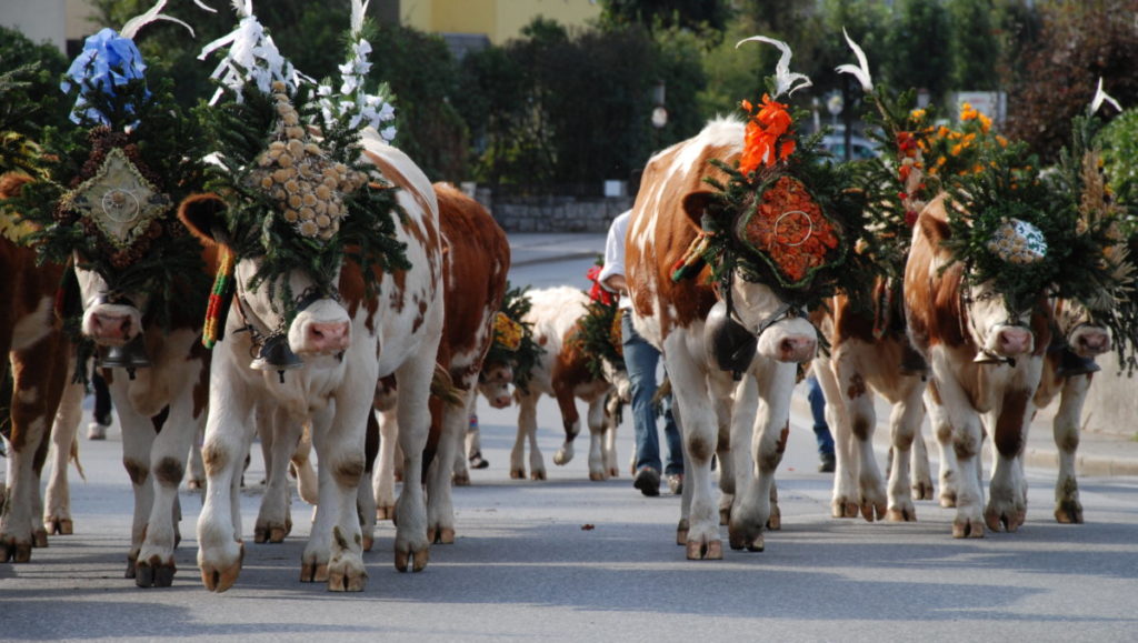 Almabtrieb - bunt geschmückte Kühe ziehen durch die Orte zurück in den Stall der Bauern