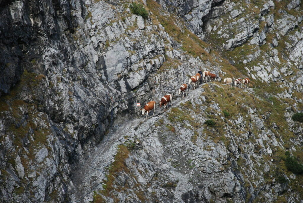 Unterhalb der Lamsenspitze am Lamsenjoch "wandern" die Kühe beim Almabtrieb Richtung Inntal