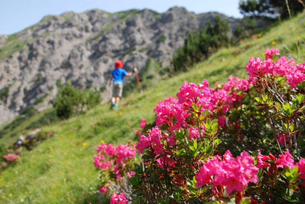 Großer Ahornboden - Almsommer in den Bergen