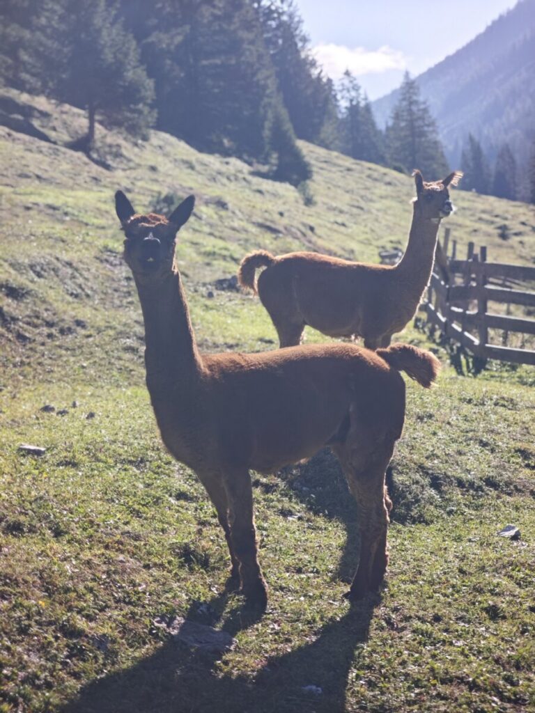 Schon gesehen? Auf der Gaistalalm gibt es auch Alpakas!