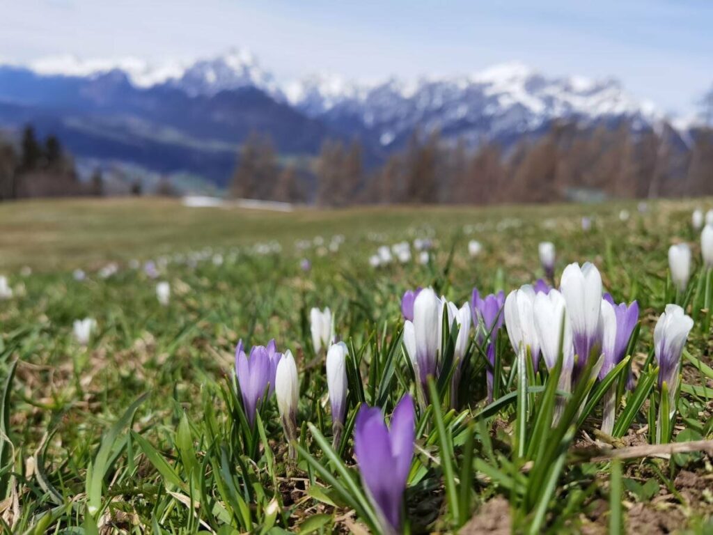 In der Höhe findest du im April Urlaub noch Krokusse auf deiner Frühlingswanderung