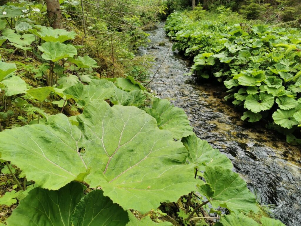 Idyllische Bachlandschaft am Seebach