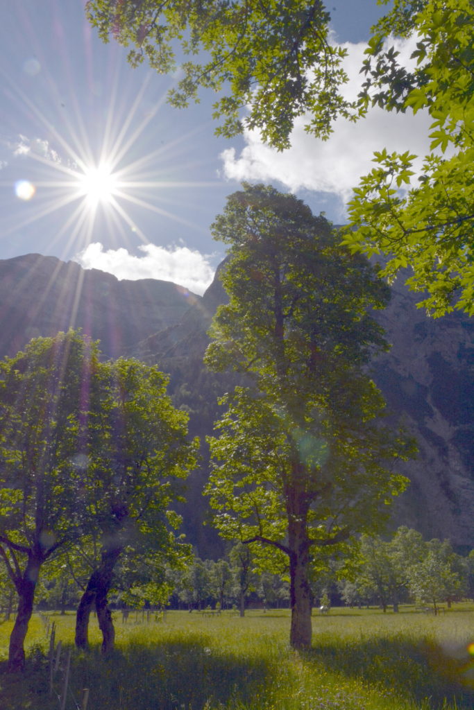  Der Bergahorn hat sein größtes Vorkommen am Ahornboden in Tirol