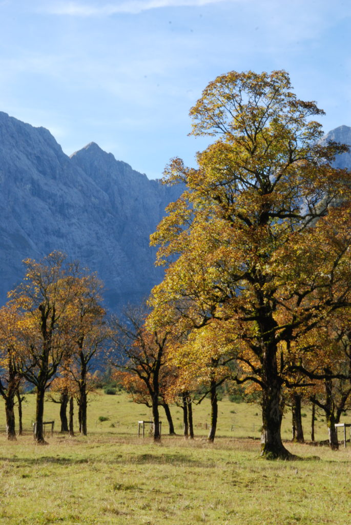 Bergahorn im Herbst am Ahornboden