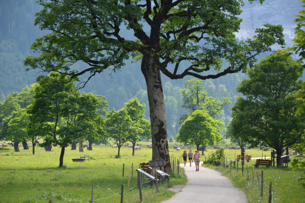 Entlang einer Alle von Bergahorn - Bäumen: Zur Engalm