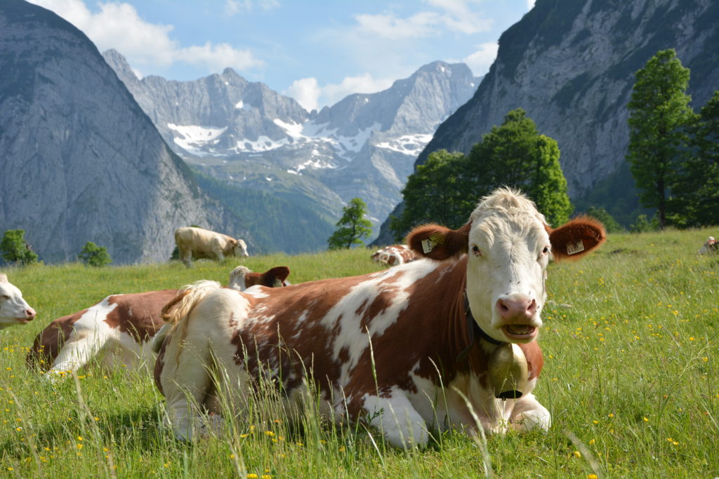 Almauftrieb im Karwendel - der Almsommer beginnt auf der Engalm