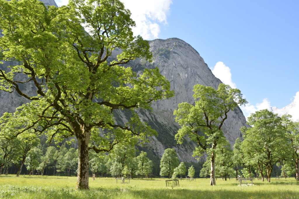 Durch den Bergahorn Wald am Ahornboden wandern