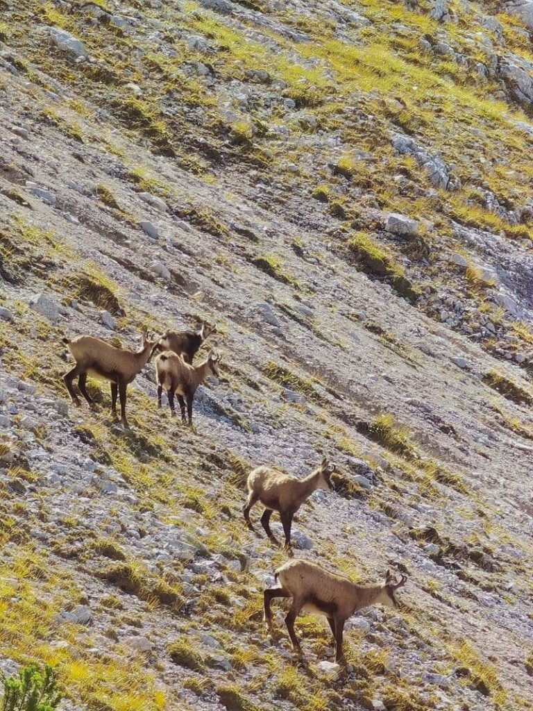 Gemsen auf unserer Birkkarspitze Wanderung