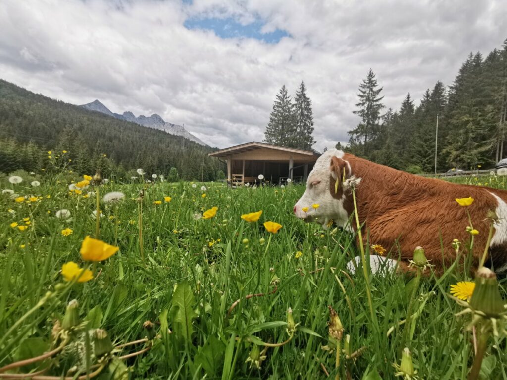 Chillen auf der Bodenalm - die Kühe haben´s gut