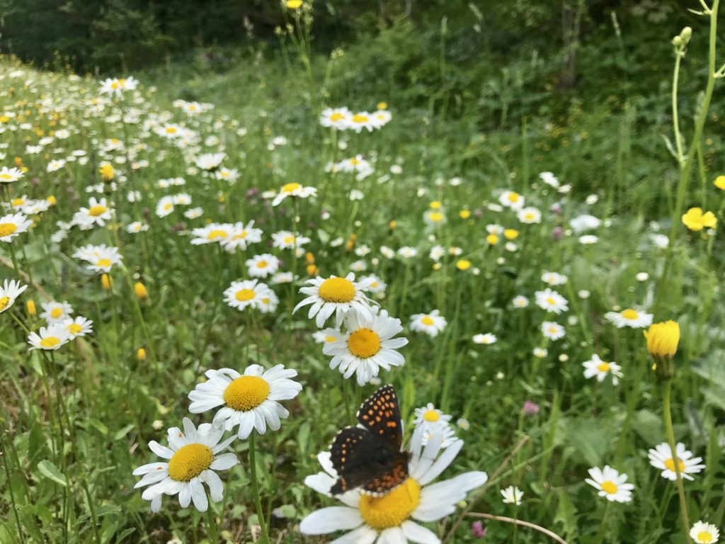 Schöne Naturerlebnisse auf der Demeljoch Wanderung