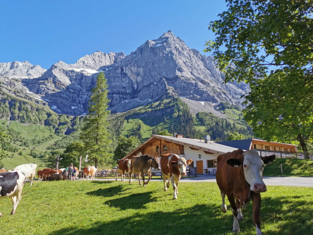 Die Eng Alm im Sommer, mit den Kühen, Hütten und hohen Bergen