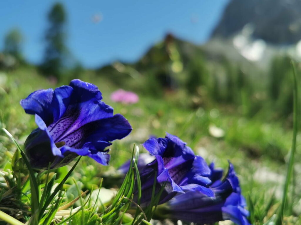 Engalm Wandern im Frühling - sehr schön mit der Enzianblüte