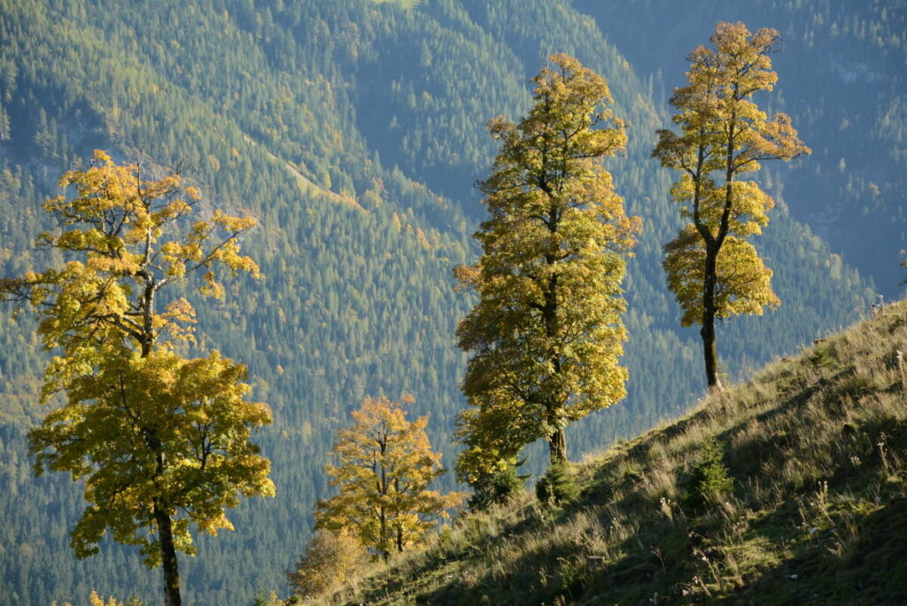 Die Herbstfärbung am Feilkopf