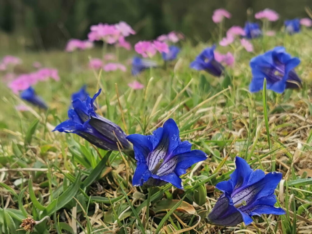 Frühlingswanderungen - ein Traum, wenn der blaue Enzian blüht!