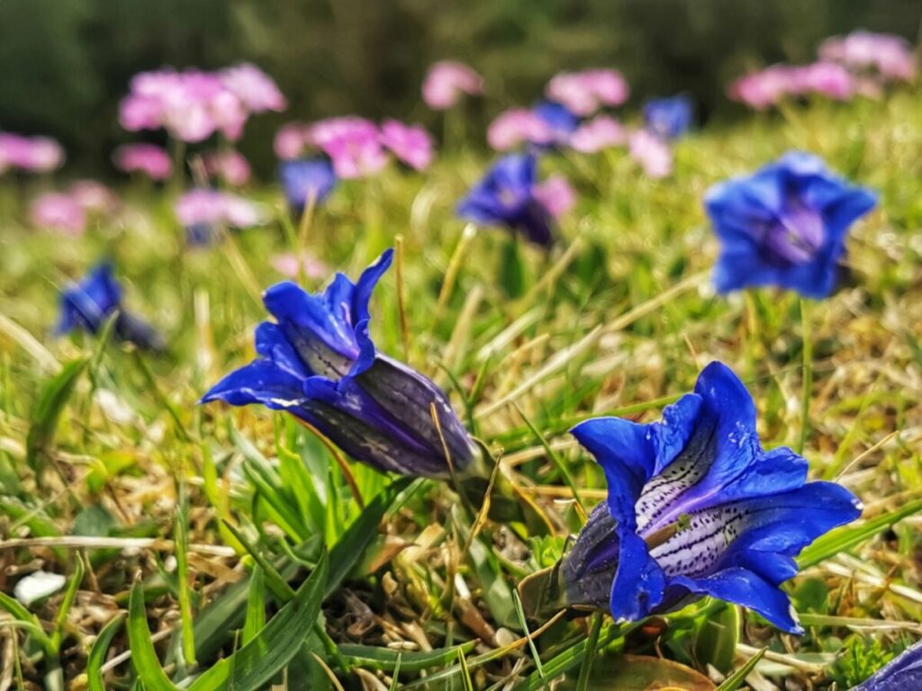 Frühlingsurlaub im Karwendel - mit dem langstiligen blauen Enzian