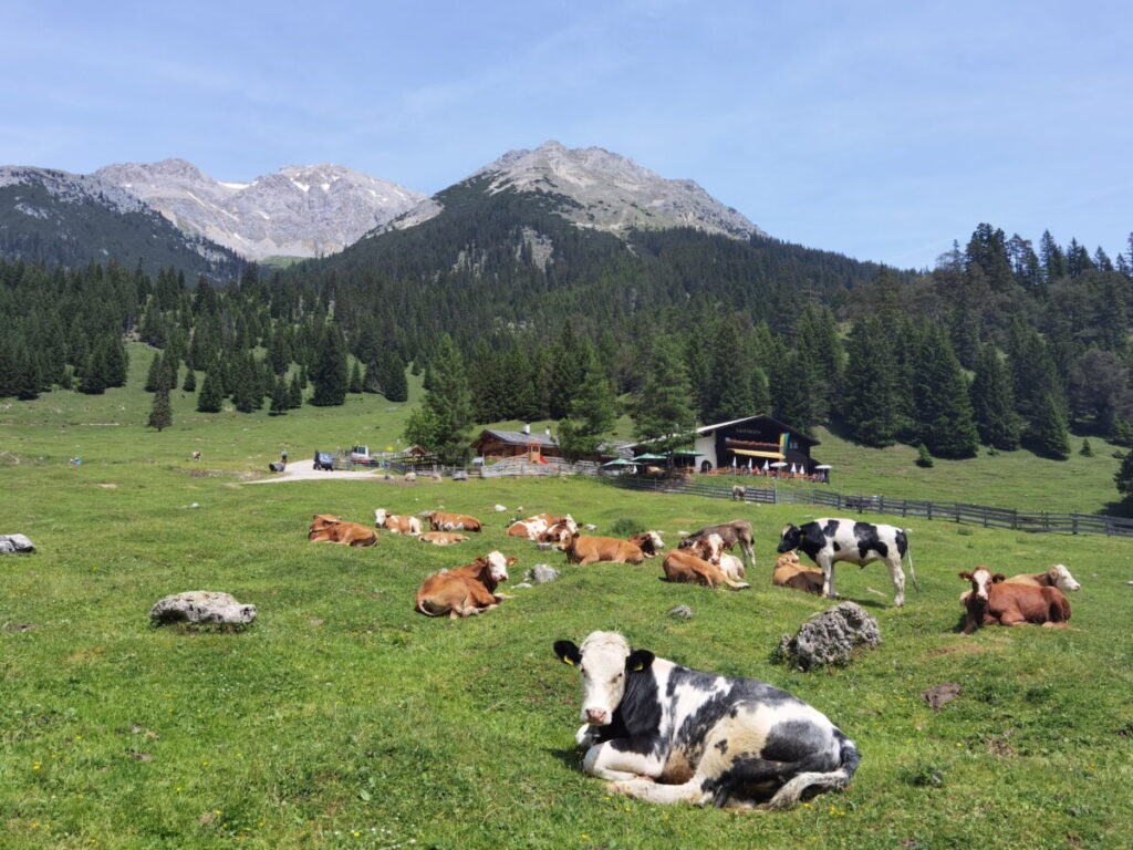 Sommer auf der Gaistalalm in Tirol