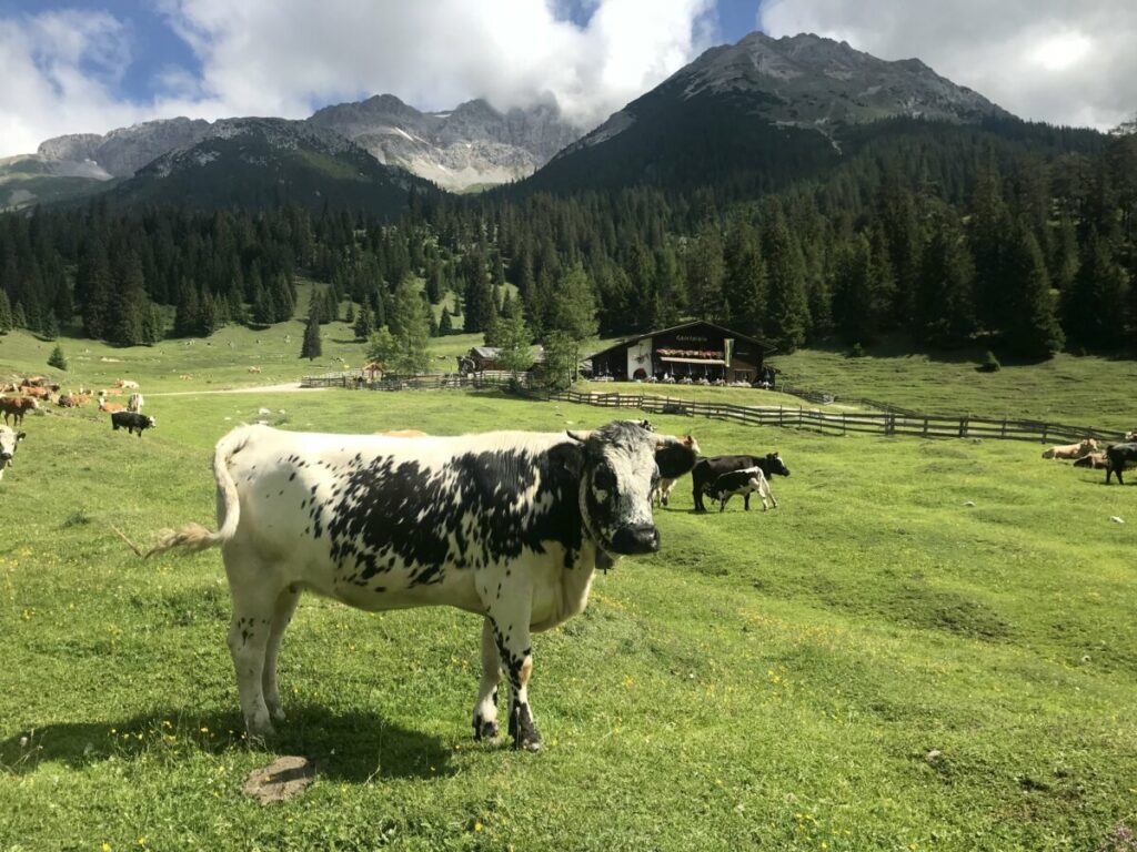 Gaistalalm in der Leuasch - eine echte Alm samt Gastwirtschaft