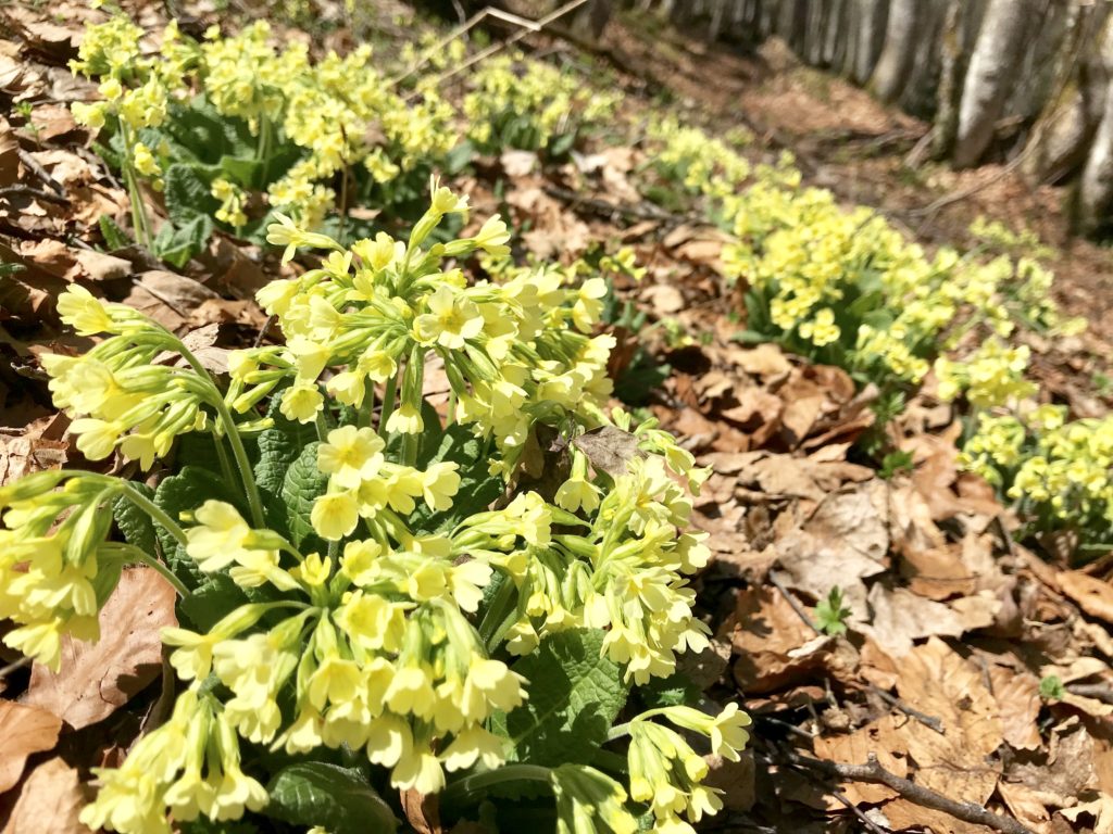 Frühlingsurlaub - die schönen Blumen bei der Frühlingswanderung entdecken