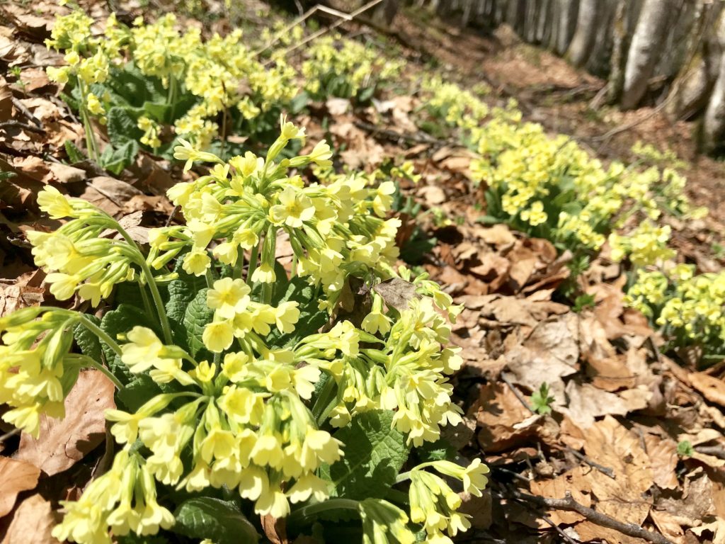 Frühlingserwachen der Natur - mit den Schlüsselblumen