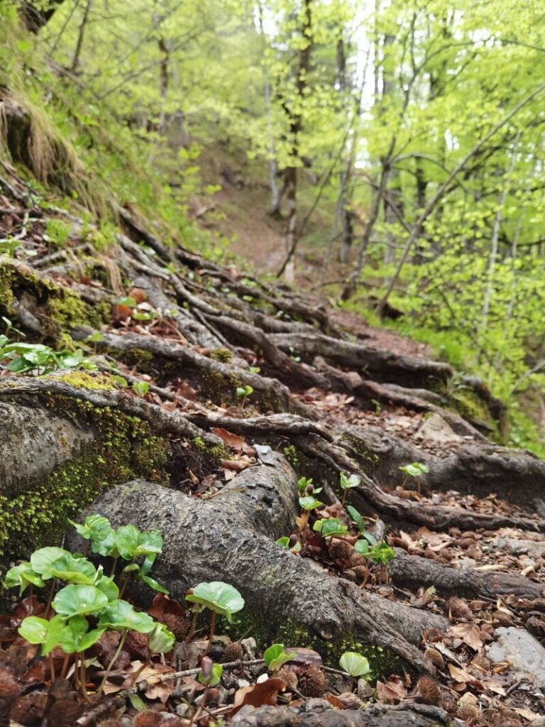 Ich wandere lieber oben am Steig durch den Buchenwald