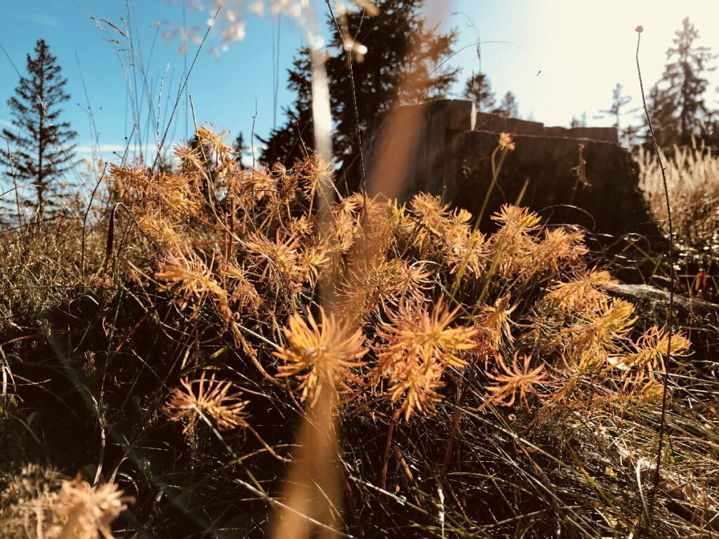 Das ist HERBST URLAUB: Genieß diese Stimmungen in deinem Herbsturlaub!