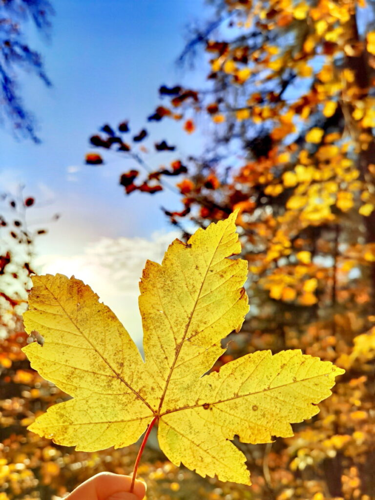 Herbstwanderung Seefeld - bewundere die bunten Laubbäume bei der Bodenalm