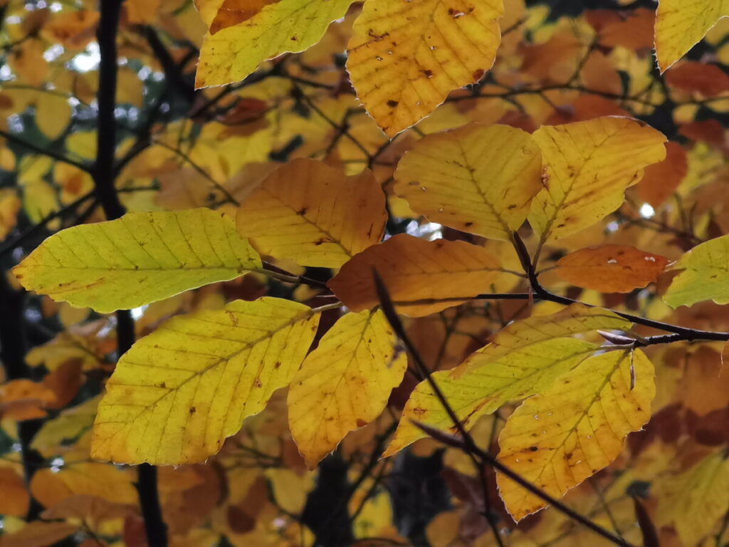 Herbstwanderung