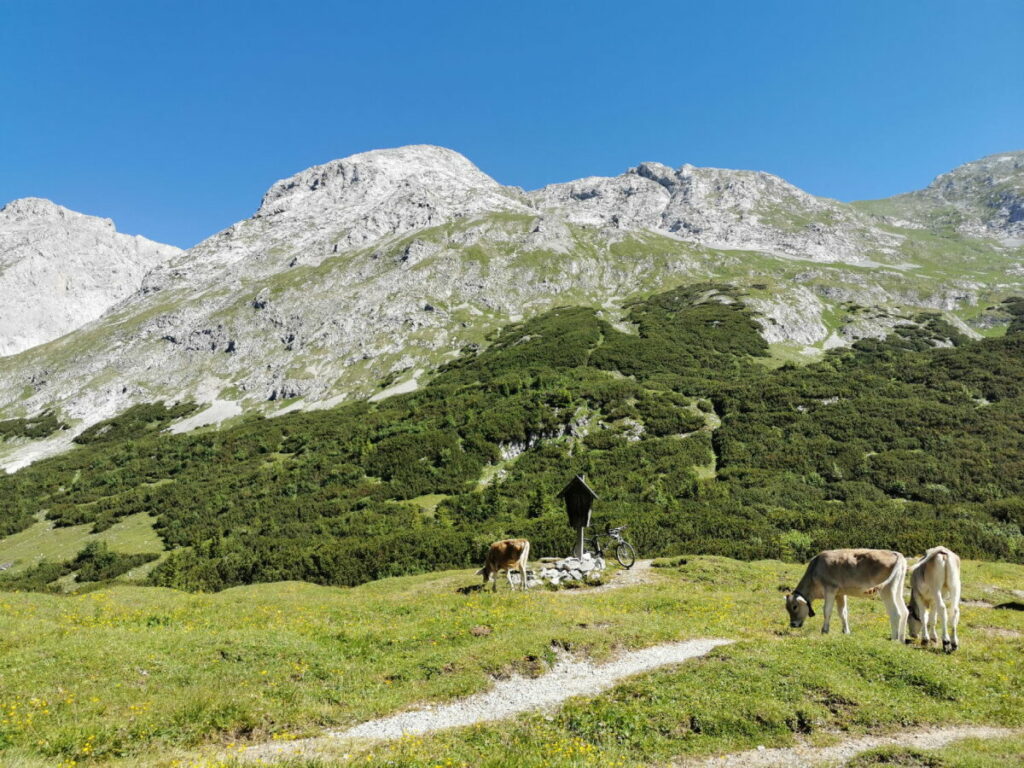 Am Hochalmsattel grasen die Kühe im Sommer