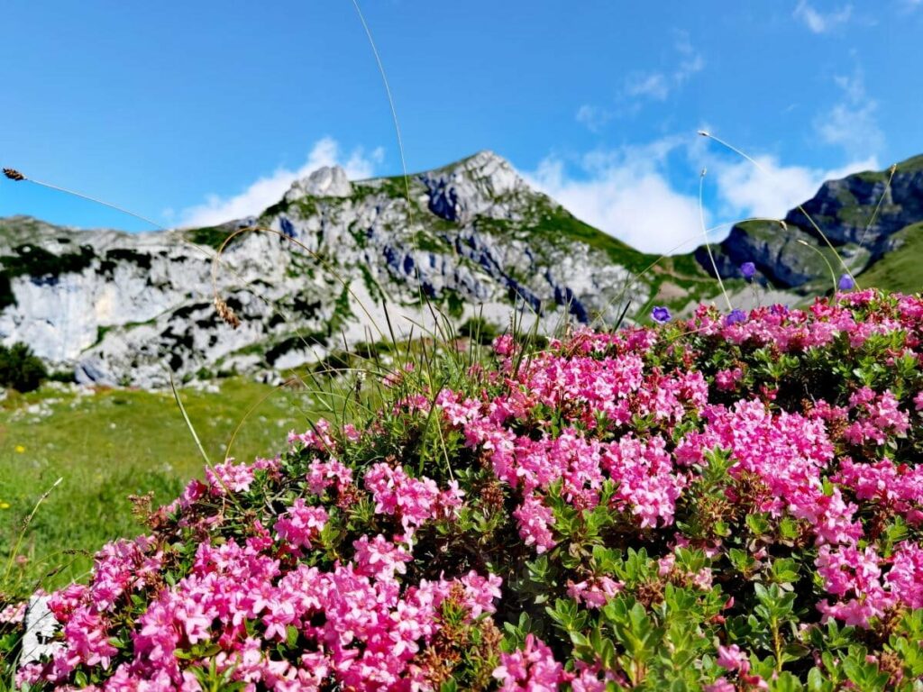 Der Hochiss im Frühsommer mit den Almrosen