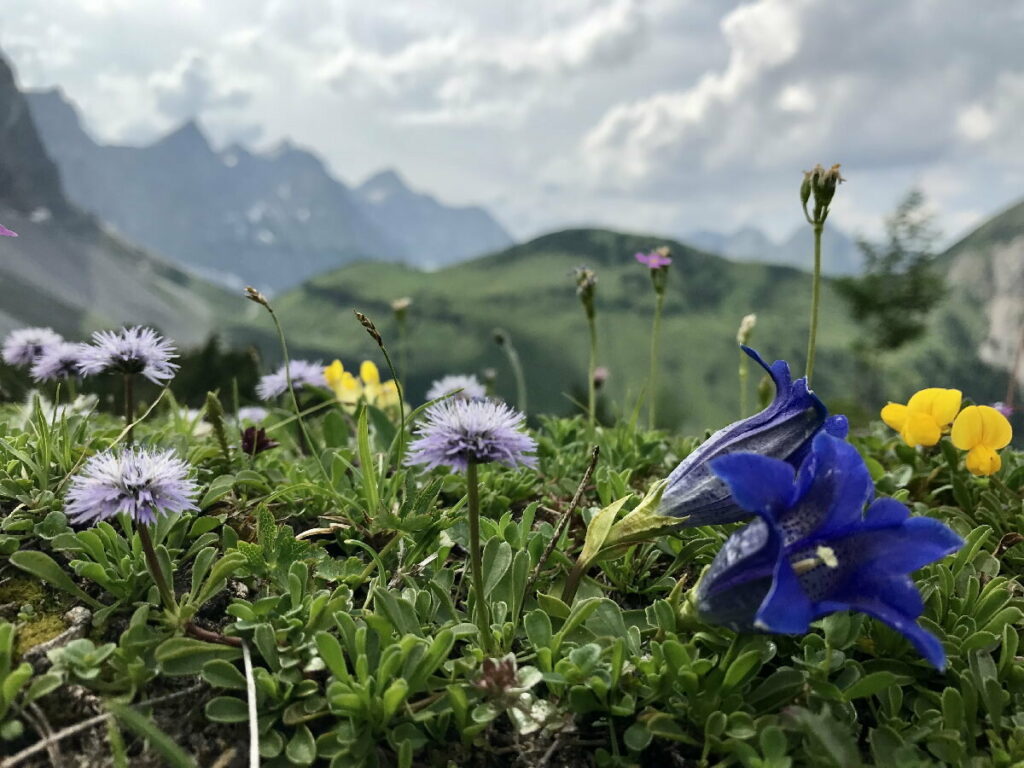 Blühende Almwiesen im Juni