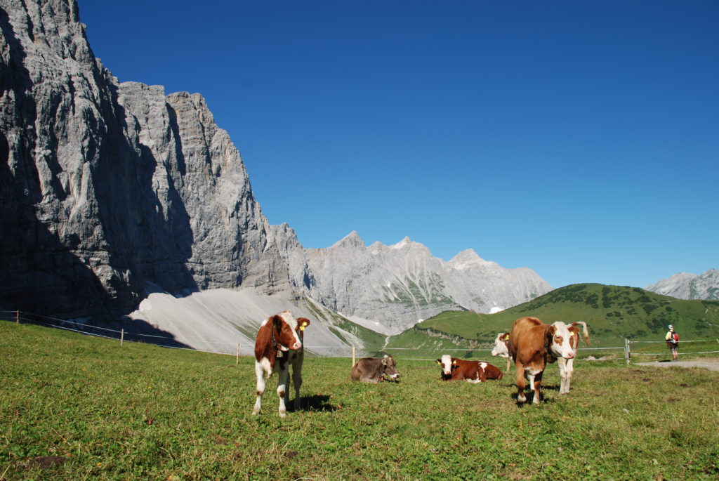 Das Hohljoch ist eine der schönsten Almwiesen, die Kühe haben können