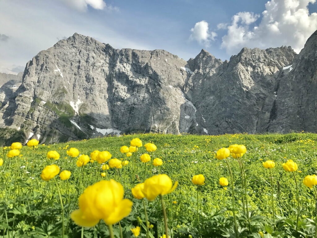 Der Frühsommer ist eine besondere Jahreszeit am Hohljoch - wenn die Trollblumen blühen