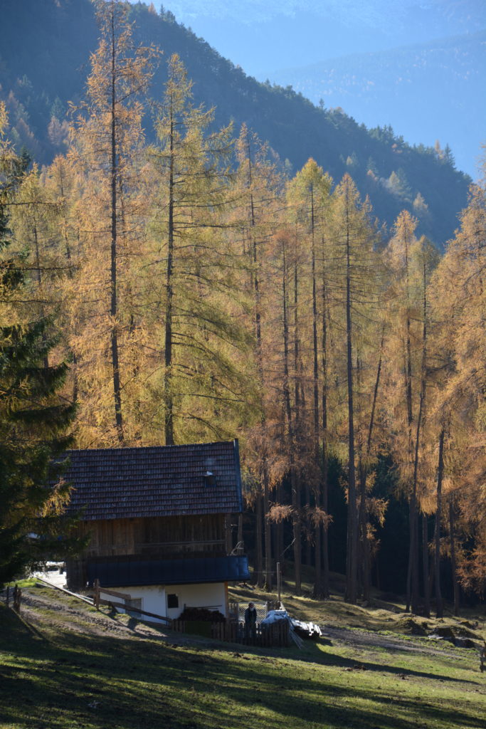Herbstwanderung in Tirol: Die brennenden Lärchen beim Hörbstenboden Zirl