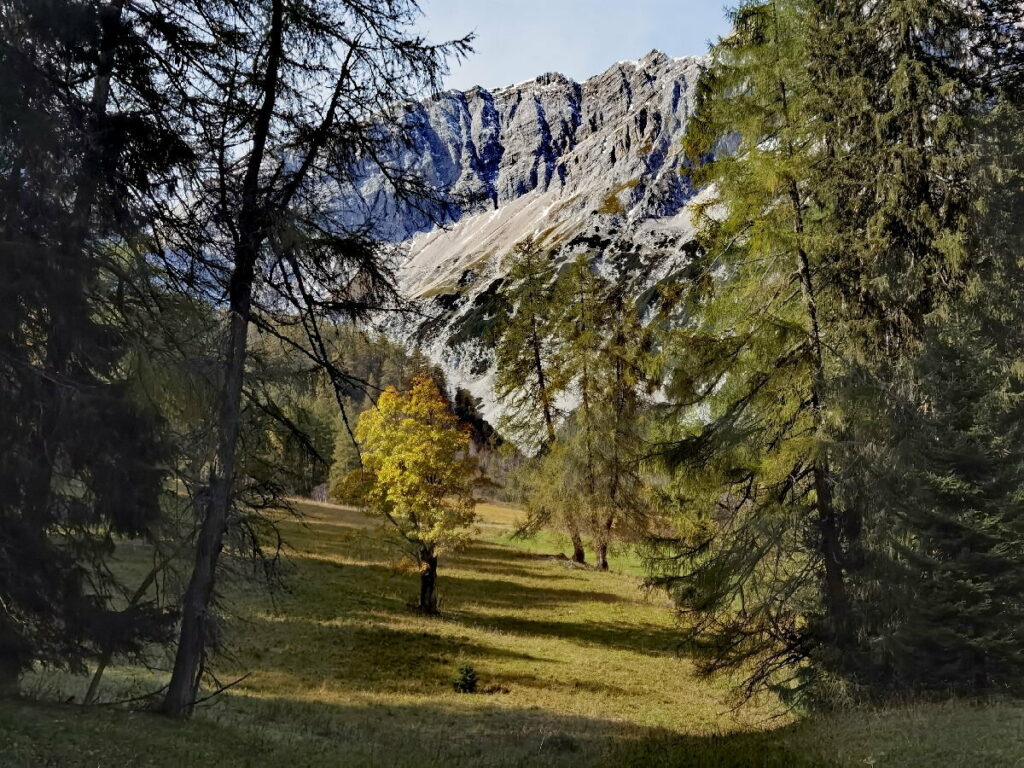 Über den Hirschbadsteig kommst du zuerst zu dieser Lichtung mit dem einzelnen Bergahorn im Halltal