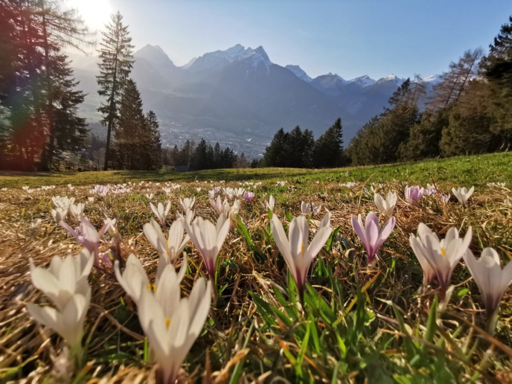 Almwandern über die grünen Wiesen im Frühling