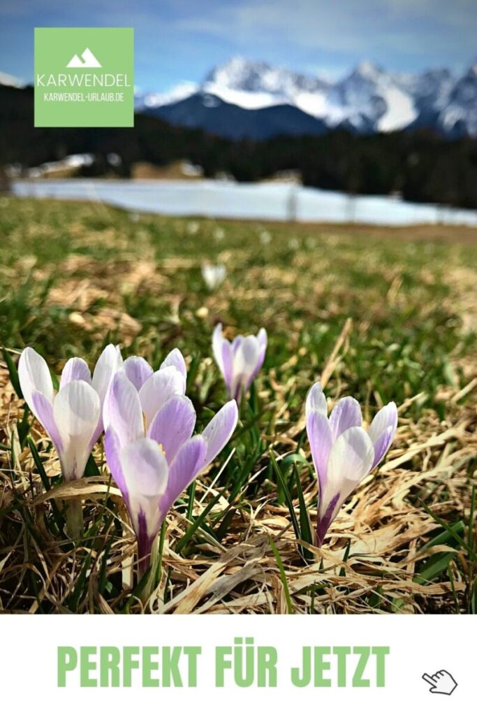 Krokusblüte