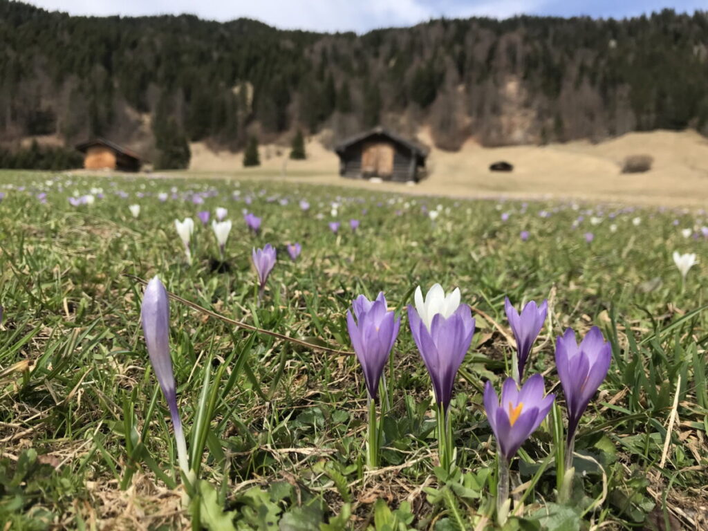 Krokusblüte