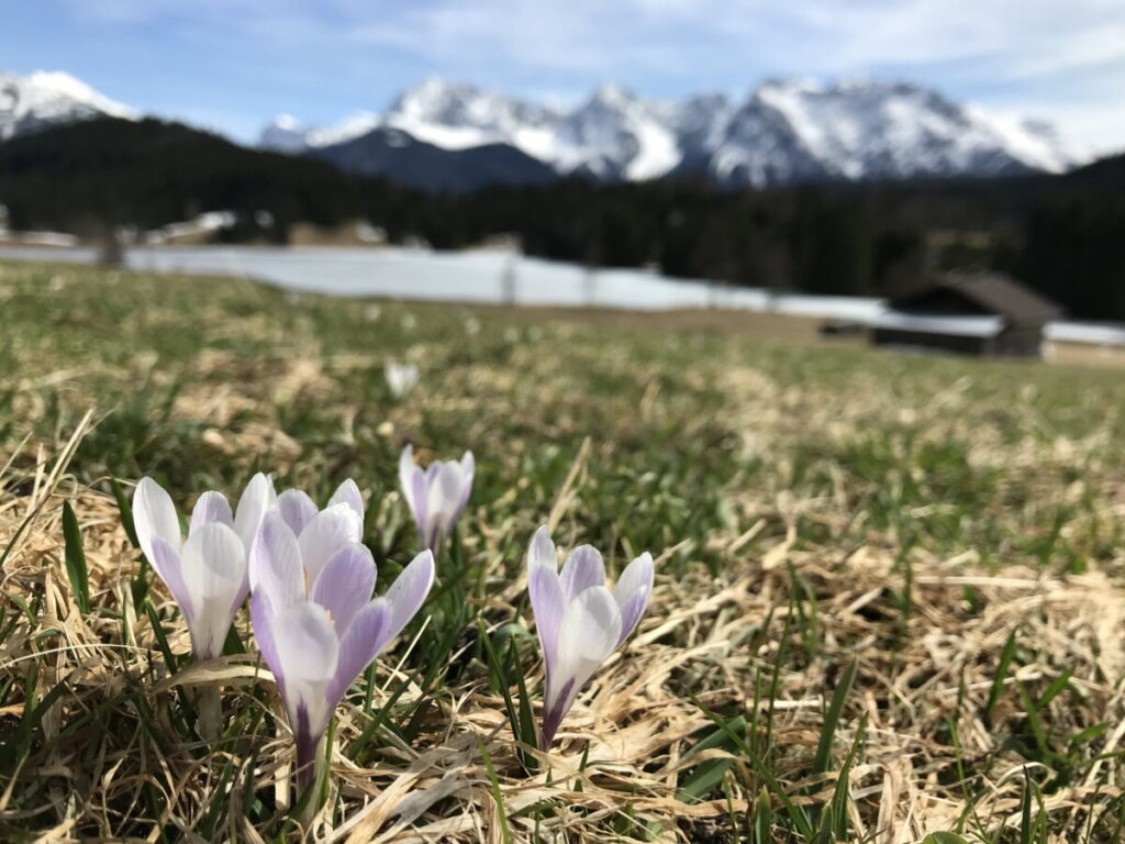 Krokusblüte