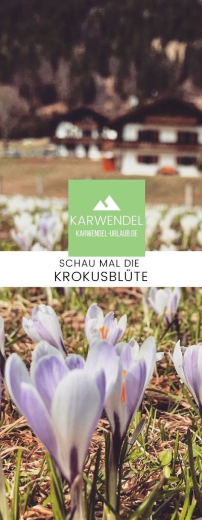 Krokusblüte Geroldsee merken - mit dem Pin auf Pinterest