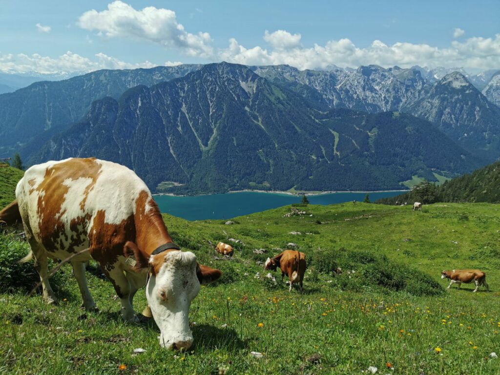 Sie haben einen schönen Almsommer - die Kühe der Dalfazalm Bauern