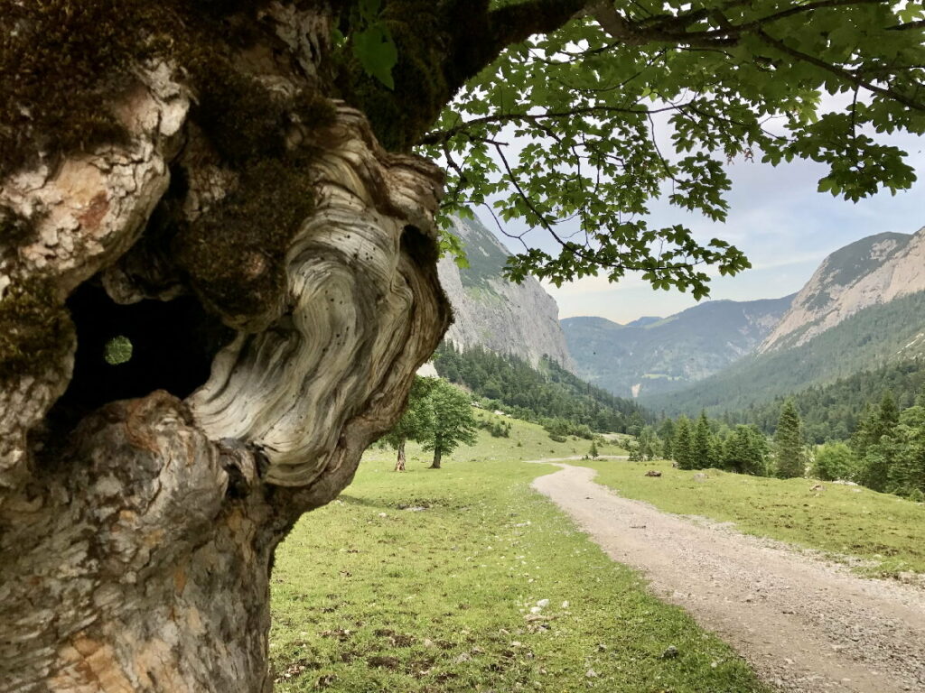 Laliderertal - siehst du kleine Loch im Bergahorn? Durch das kannst so sogar schauen...