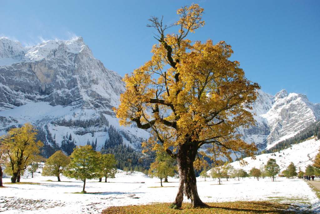 Ein Traum in Gelb und Weiß - Herbst am Ahornboden in Tirol