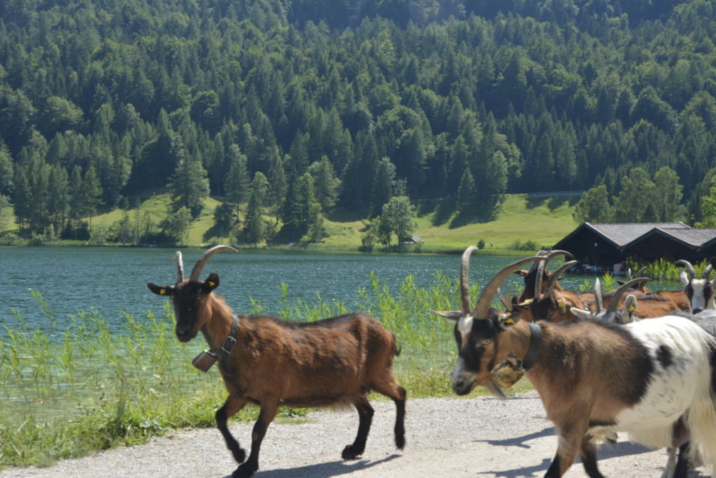 Am Lautersee wandern - wo ich mal die Ziegenherde getroffen habe