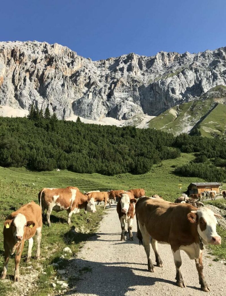 Geführte Wanderung ins schöne Gaistal - Teil des Wanderprogramms vom Leutascherhof