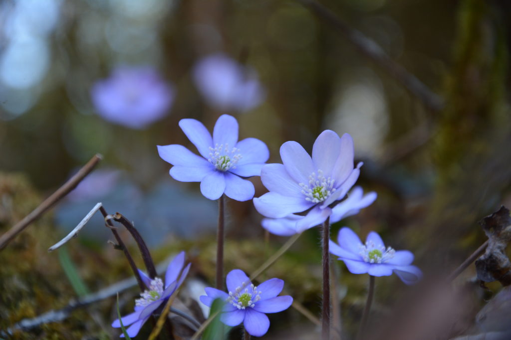 Frühling in den Alpen: Enizanblüte am Großen Ahornboden