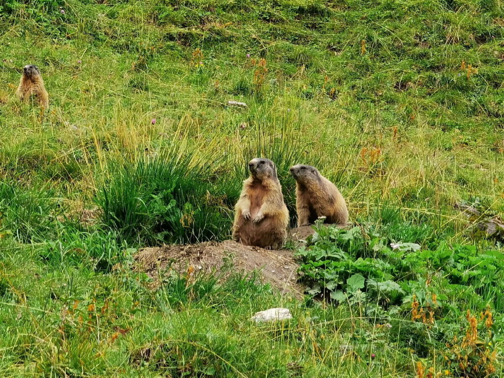 die Murmeltiere - direkt neben dem Wasserfall im Weitental