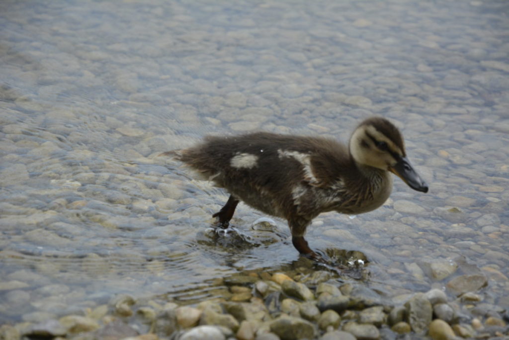 Murnau am Staffelsee baden - in der Murnauer Bucht haben wir auch die keinen Enten getroffen