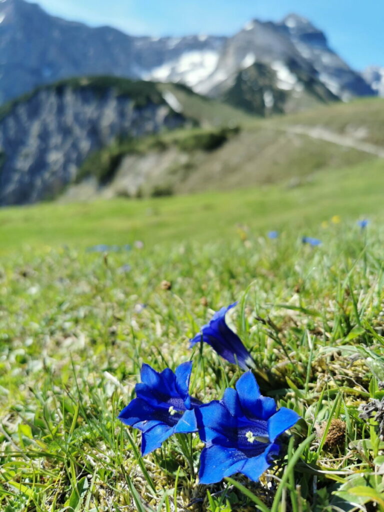 Plumsjoch im Frühling